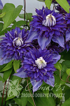 Клематис гибридный Мульти Блю